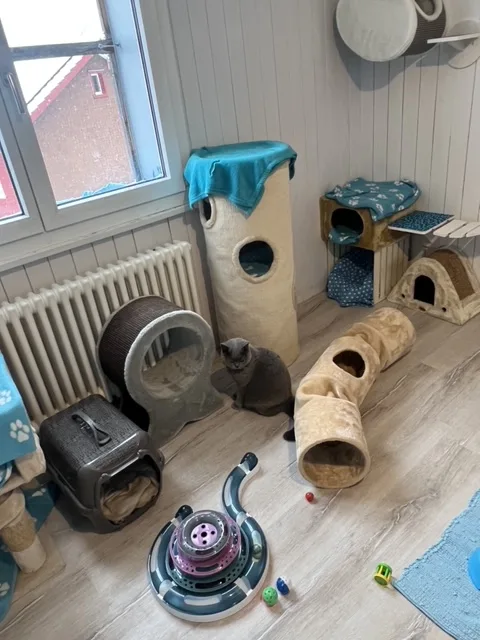 Man sieht eine Katze in einem Zimmer mit Spielsachen.